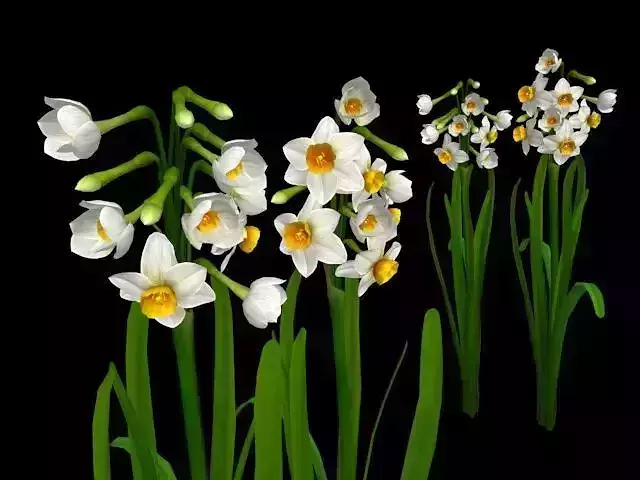 Flower Narcissus Tazetta Low-poly 3D model