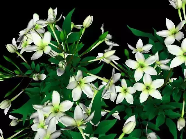 Flower Jasminum Low-poly 3D model