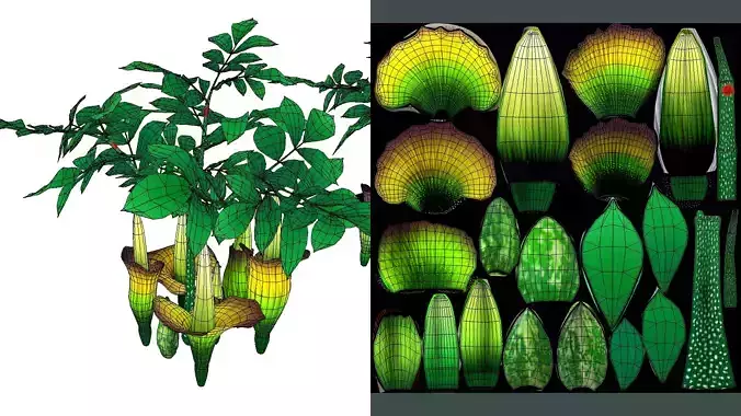 Flower Titan Arum Low-poly 3D model