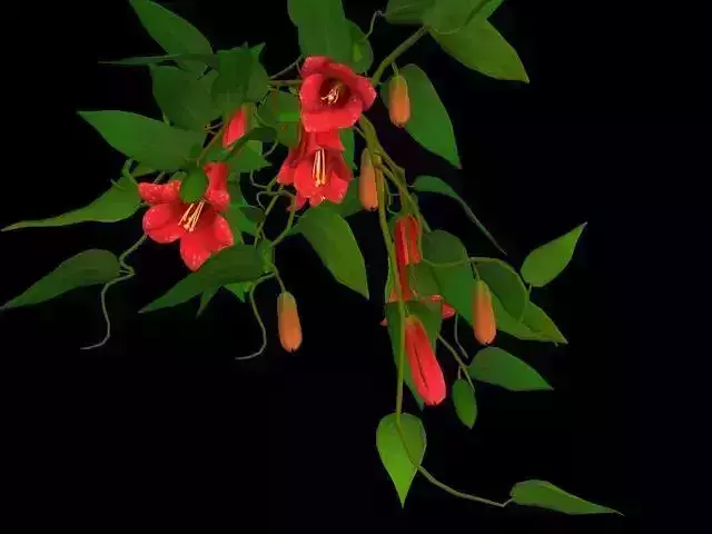 Flower Lapageria Low-poly 3D model