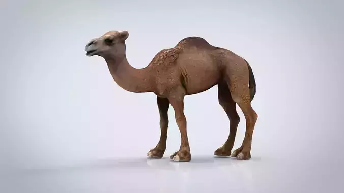 CAMEL Low-poly 3D model