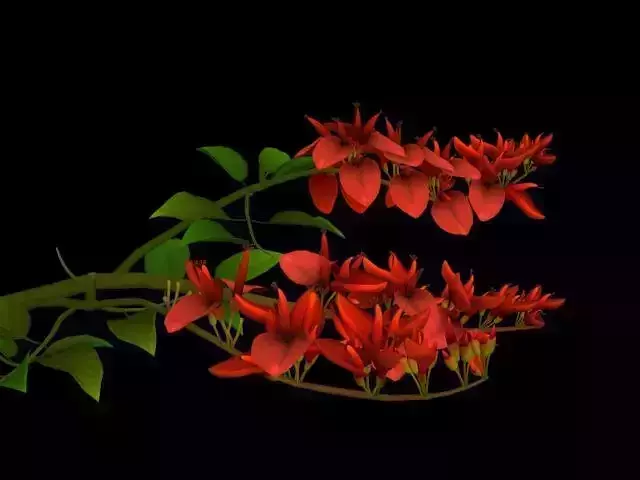 Flower Erythrina Crista-galli Low-poly 3D model