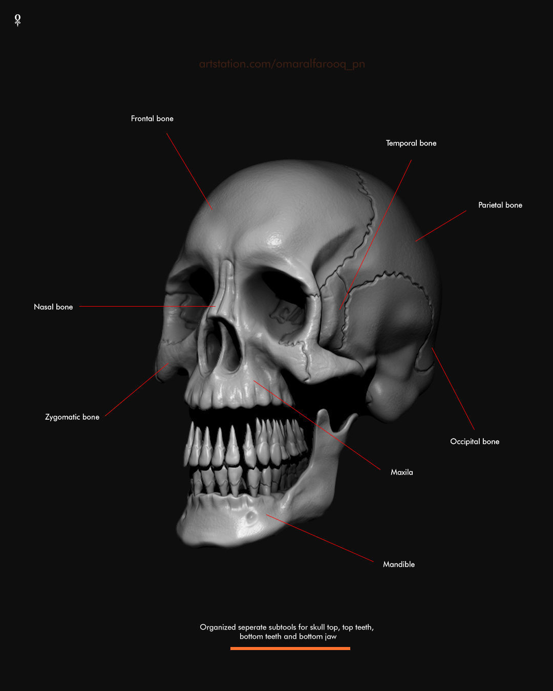 Human Skull Model 3D model_4