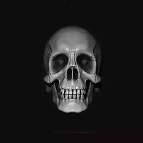 Human Skull Model