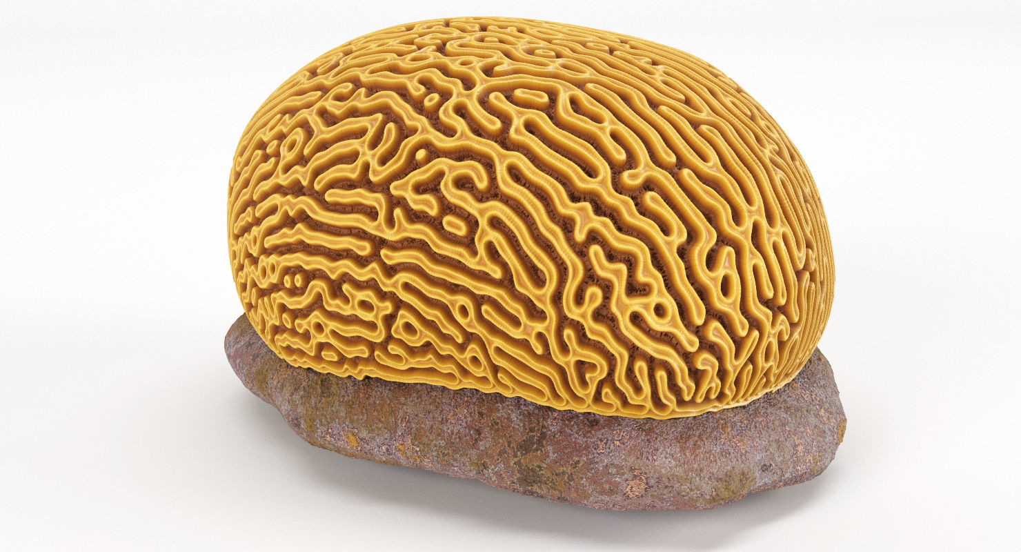 Brain Coral and Sea Stone - PBR Set 3D model_10