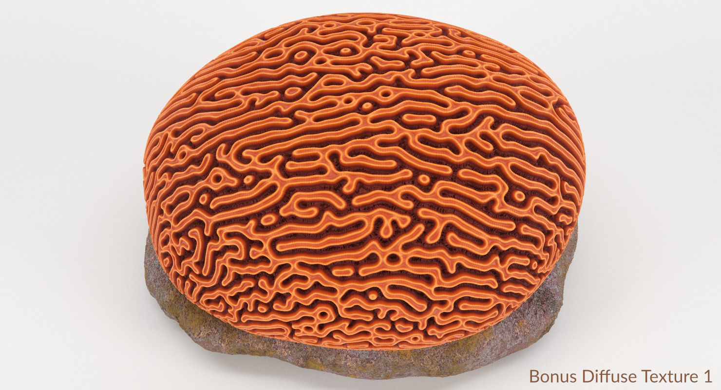 Brain Coral and Sea Stone - PBR Set 3D model_26