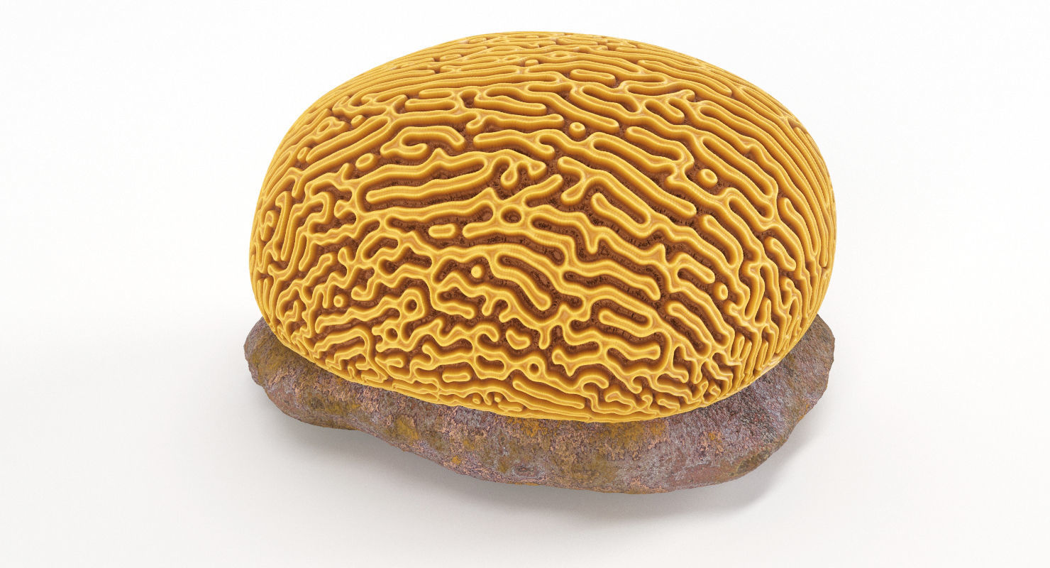 Brain Coral and Sea Stone - PBR Set 3D model_7