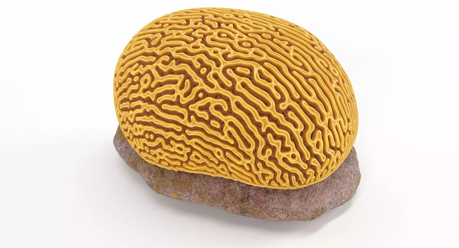 Brain Coral and Sea Stone - PBR Set 3D model_0