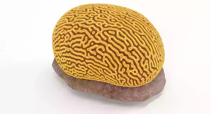 Brain Coral and Sea Stone - PBR Set 3D model