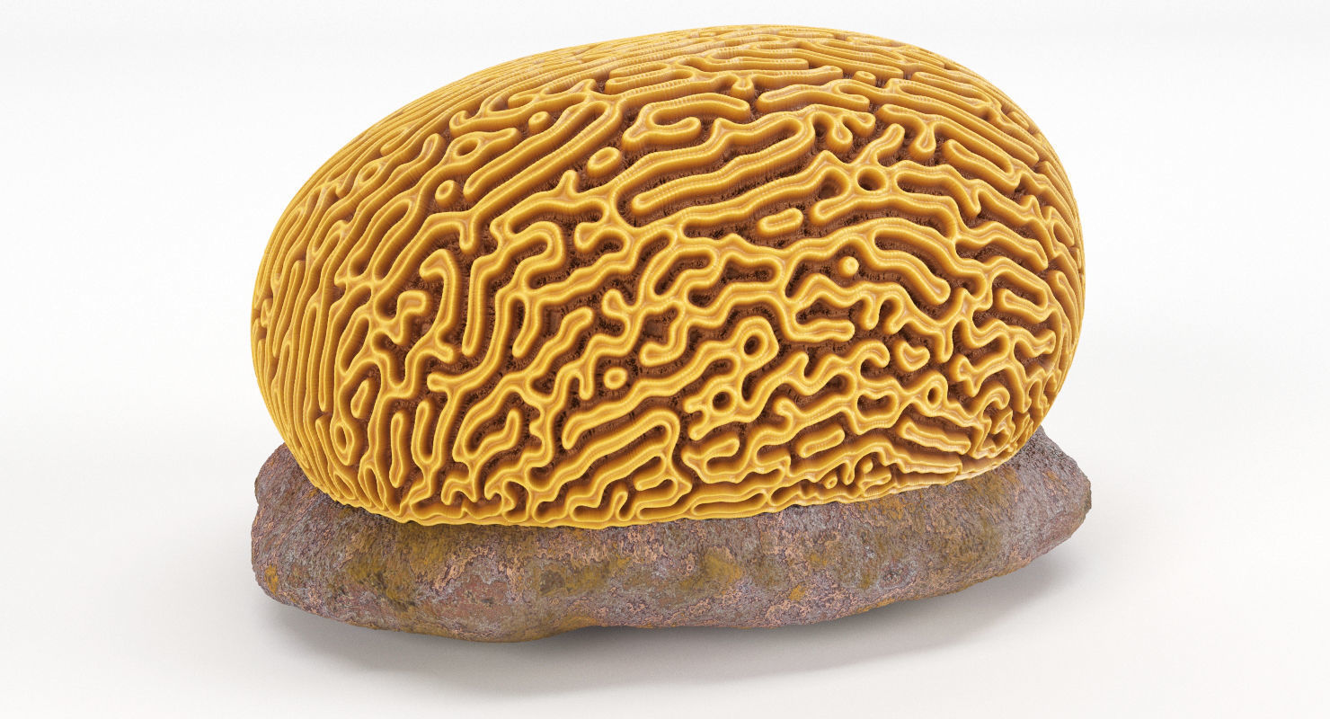 Brain Coral and Sea Stone - PBR Set 3D model_11