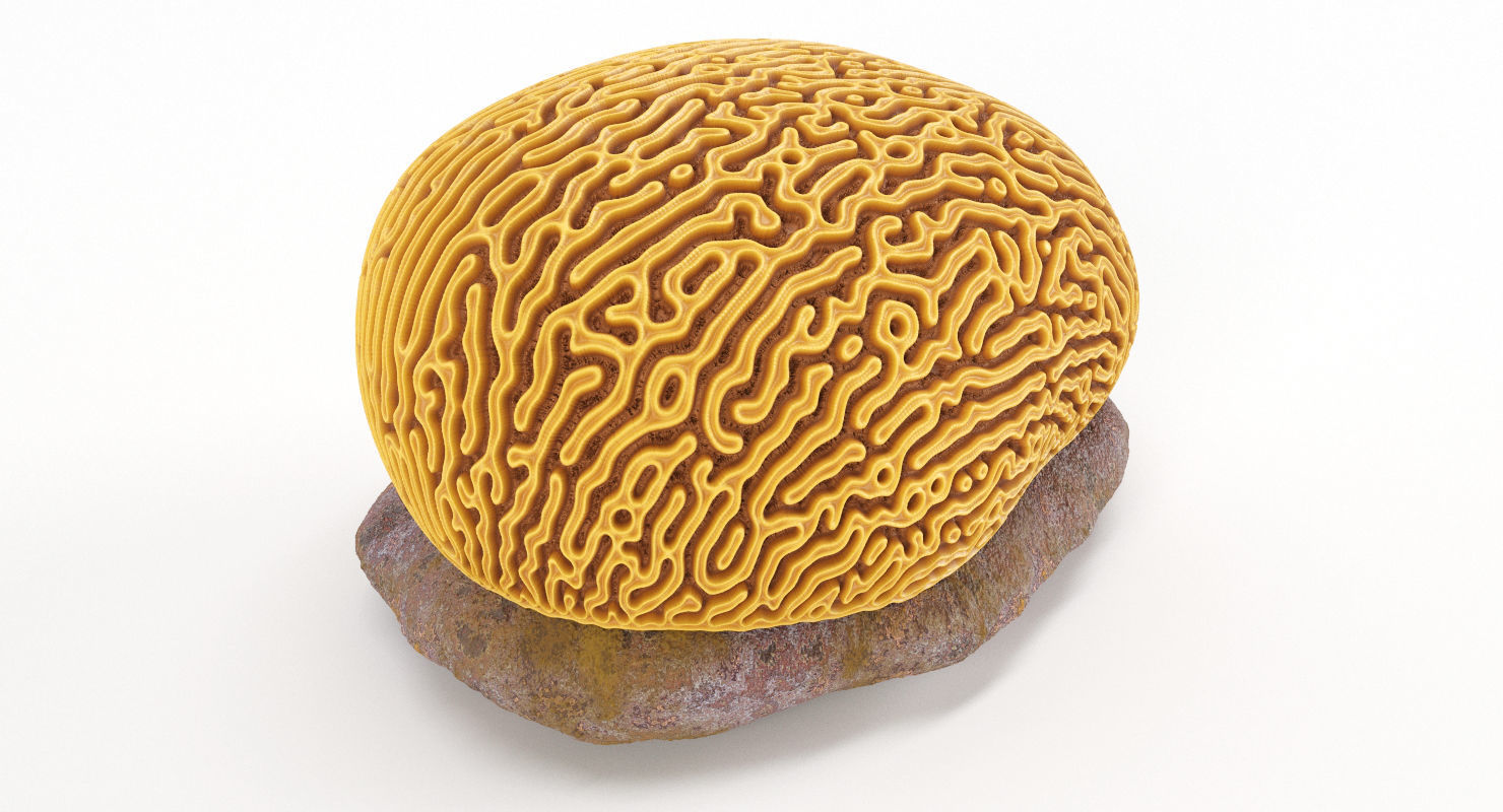 Brain Coral and Sea Stone - PBR Set 3D model_4