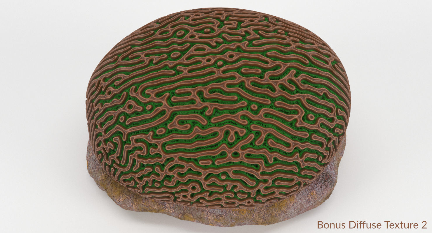 Brain Coral and Sea Stone - PBR Set 3D model_30