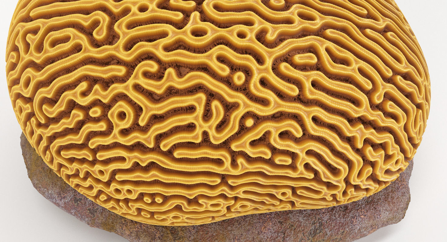 Brain Coral and Sea Stone - PBR Set 3D model_13