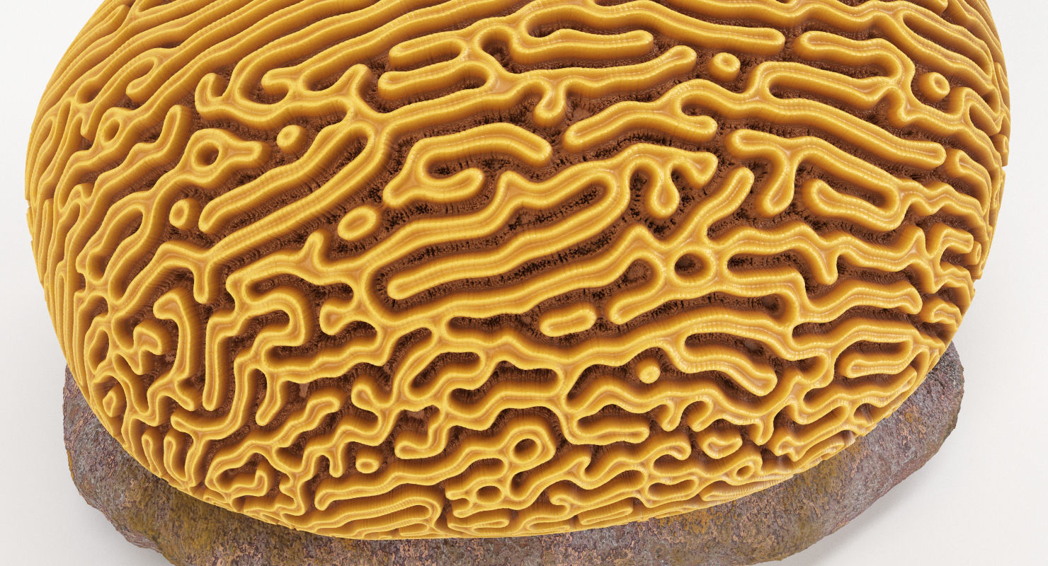 Brain Coral and Sea Stone - PBR Set 3D model_14