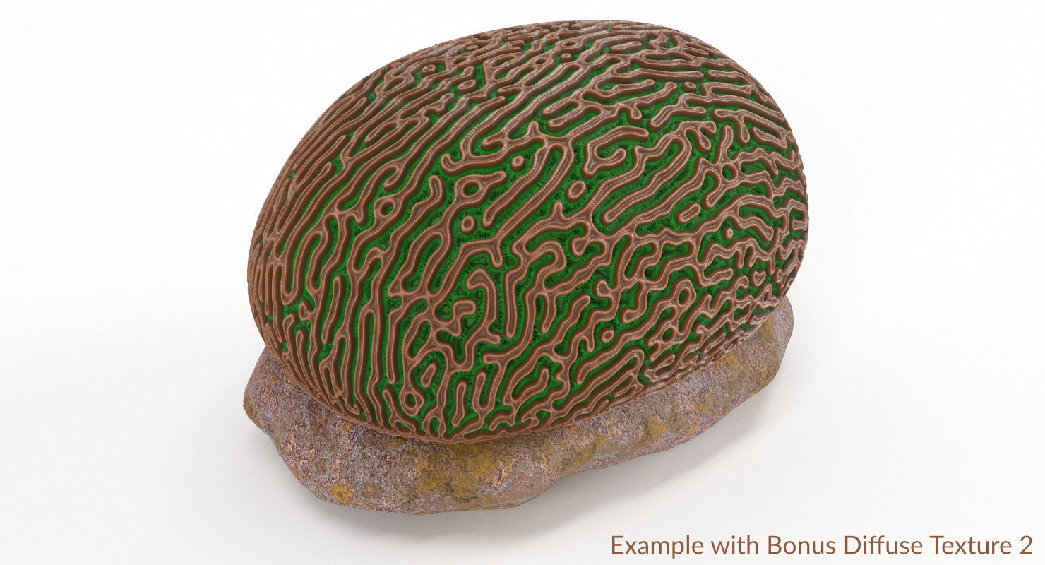 Brain Coral and Sea Stone - PBR Set 3D model_29