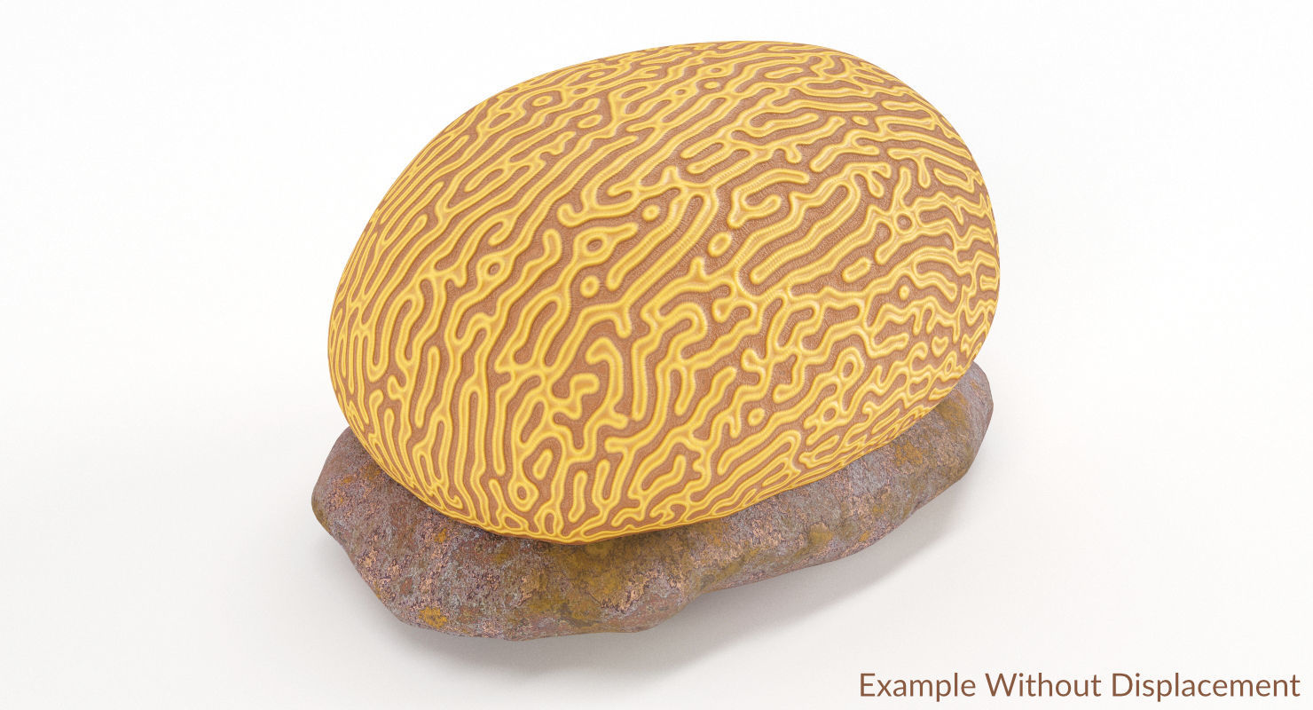 Brain Coral and Sea Stone - PBR Set 3D model_15