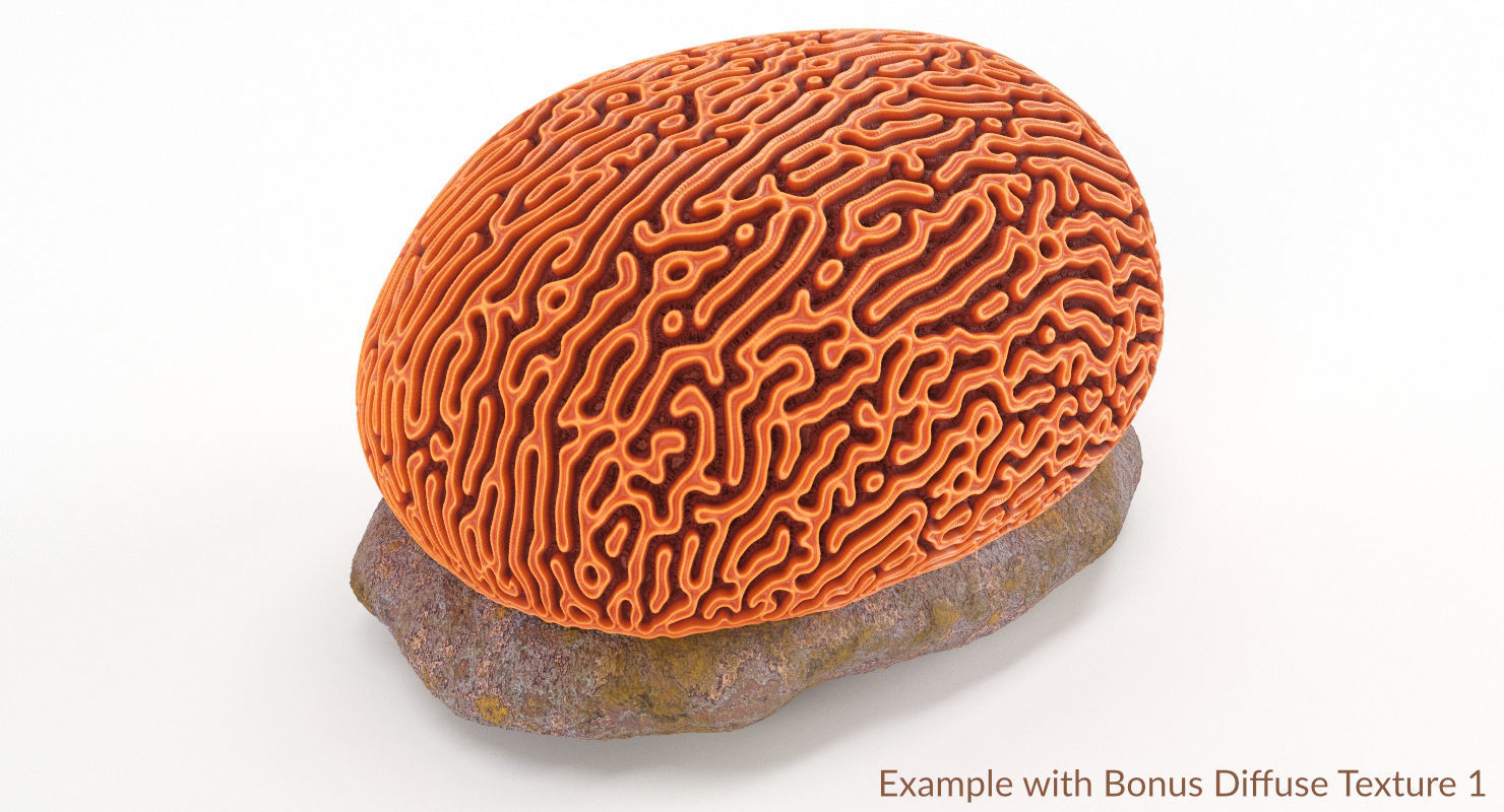 Brain Coral and Sea Stone - PBR Set 3D model_25
