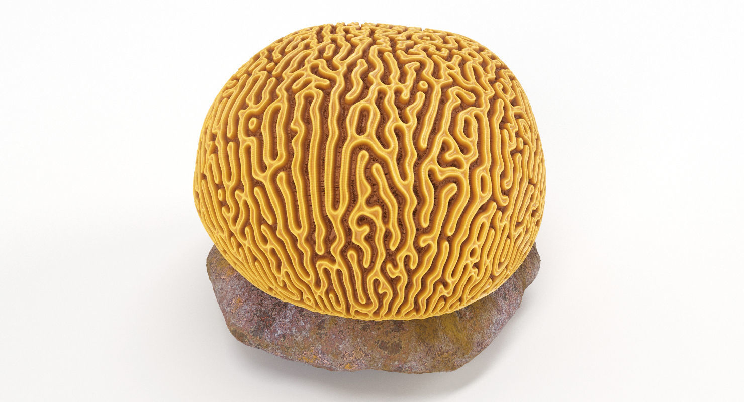 Brain Coral and Sea Stone - PBR Set 3D model_5