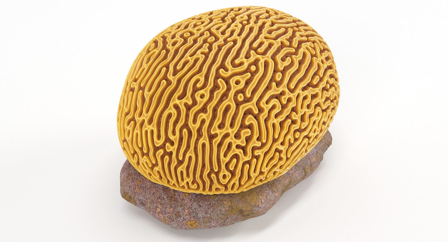Brain Coral and Sea Stone - PBR Set 3D model_1