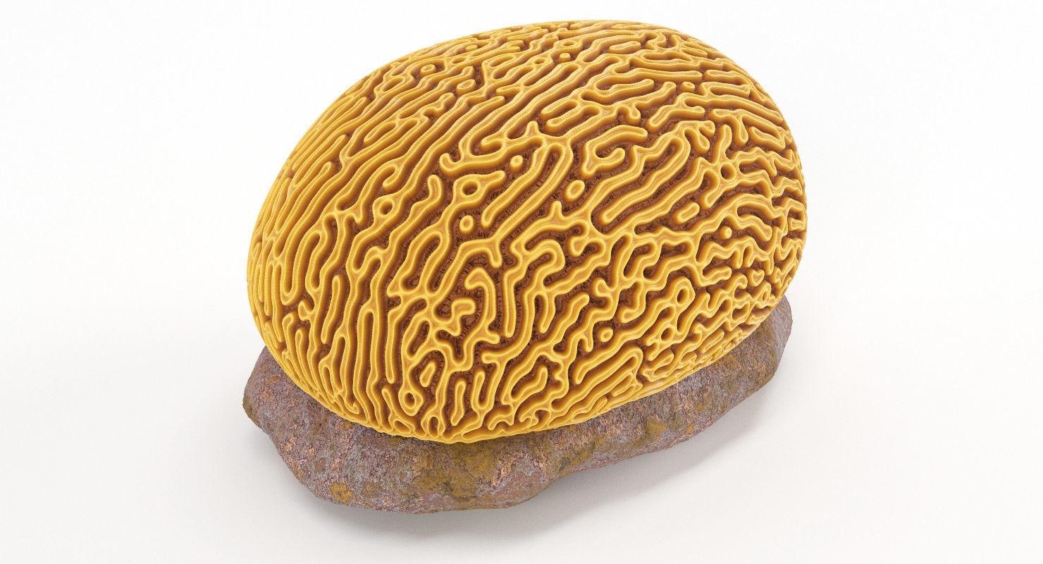 Brain Coral and Sea Stone - PBR Set 3D model_9