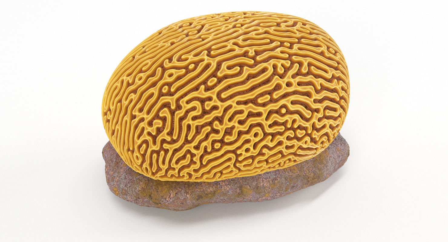 Brain Coral and Sea Stone - PBR Set 3D model_8