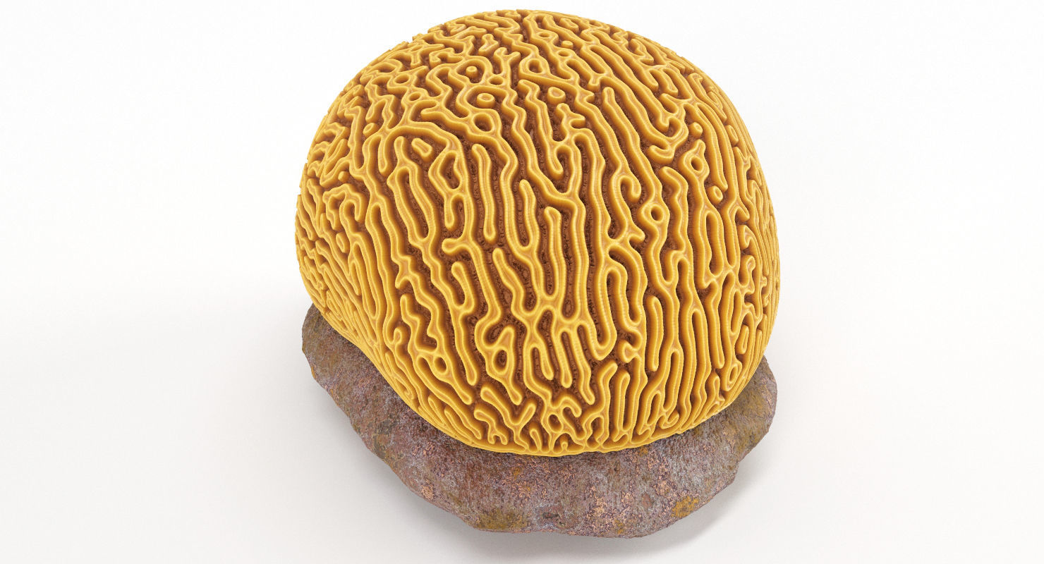 Brain Coral and Sea Stone - PBR Set 3D model_2