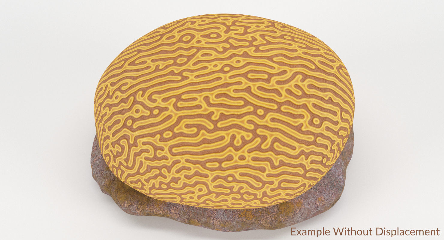 Brain Coral and Sea Stone - PBR Set 3D model_16