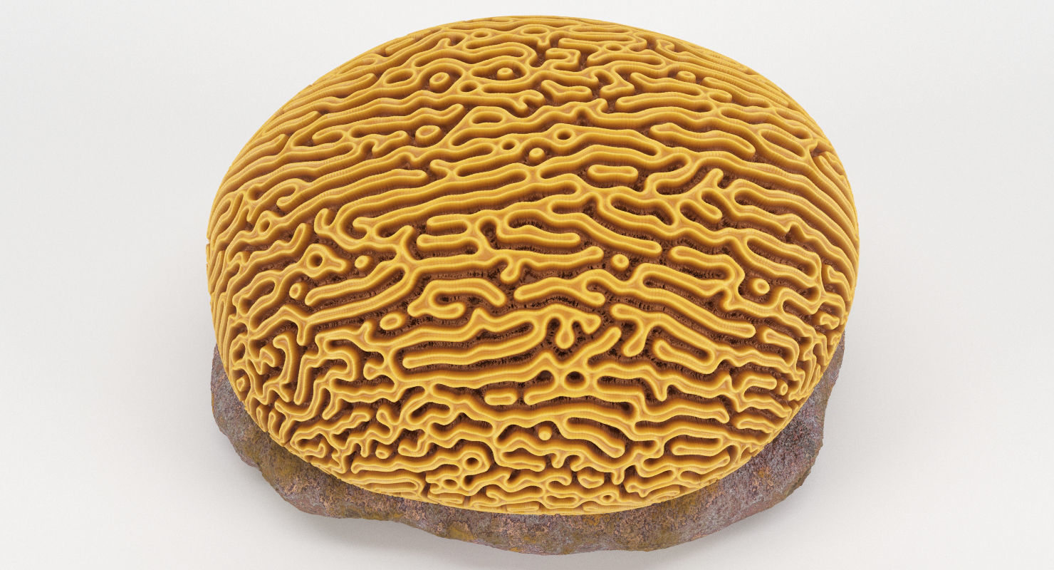 Brain Coral and Sea Stone - PBR Set 3D model_12