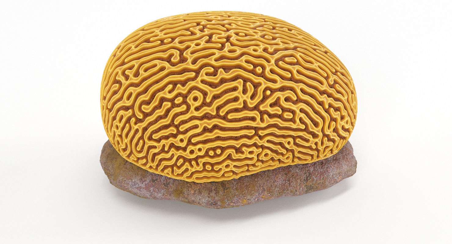 Brain Coral and Sea Stone - PBR Set 3D model_3