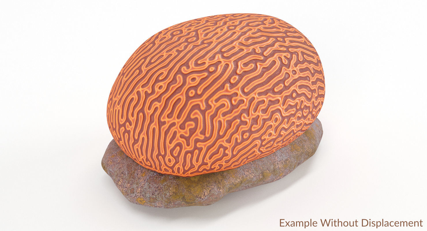 Brain Coral and Sea Stone - PBR Set 3D model_27