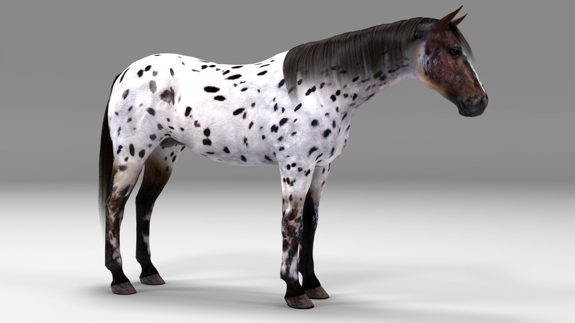 3ds max horse bundle 3D model_19
