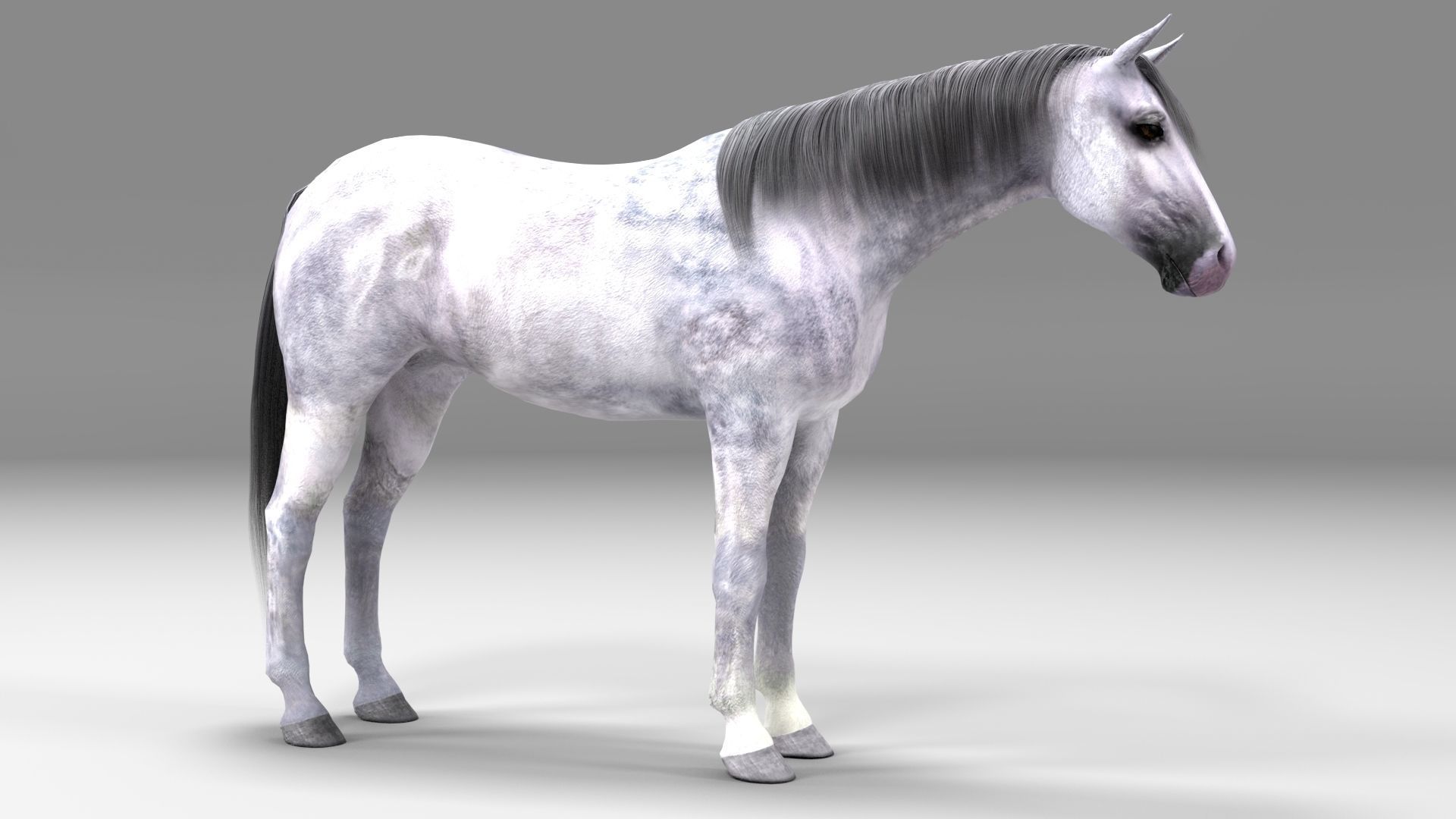 3ds max horse bundle 3D model_23