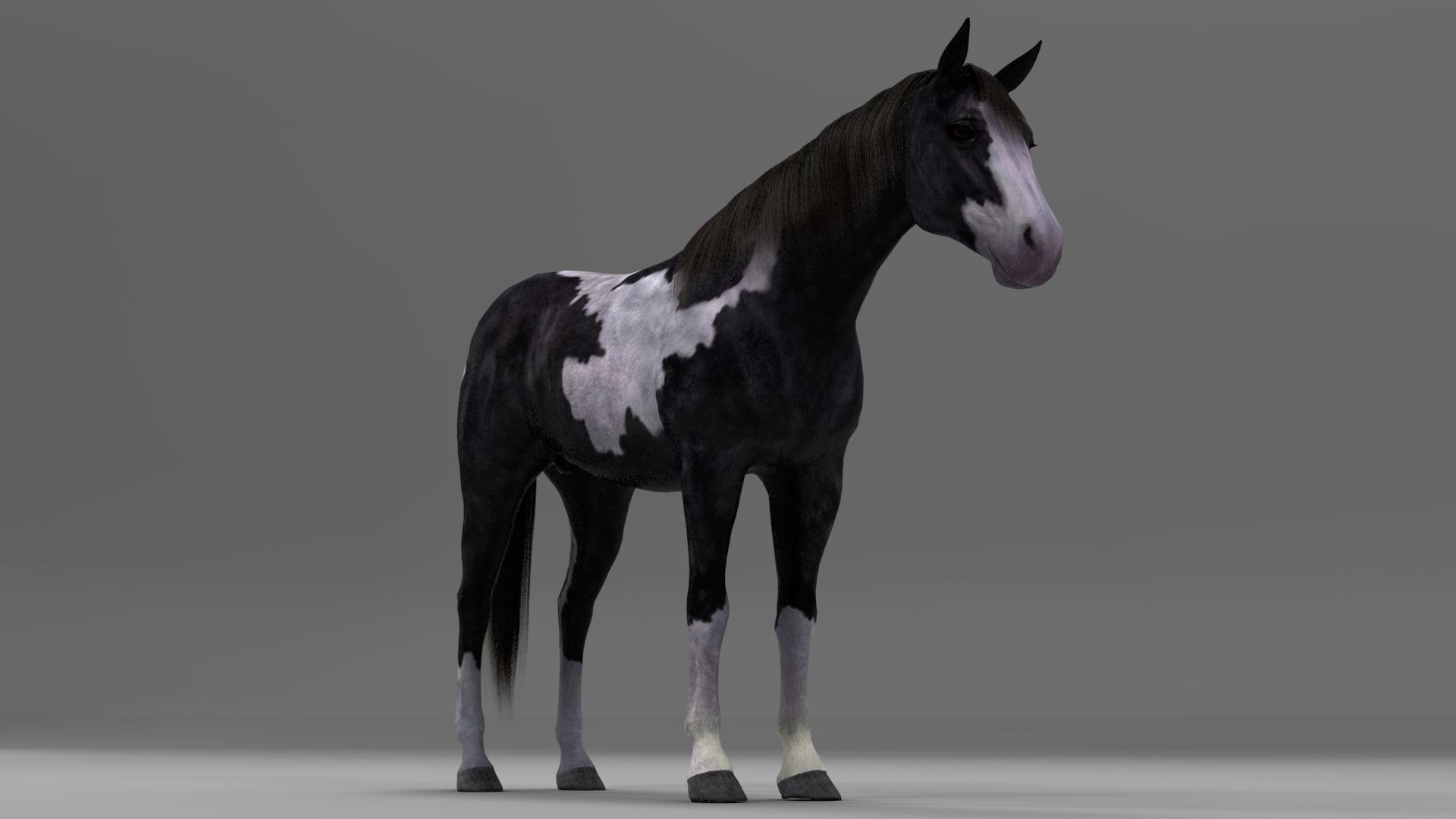 3ds max horse bundle 3D model_18