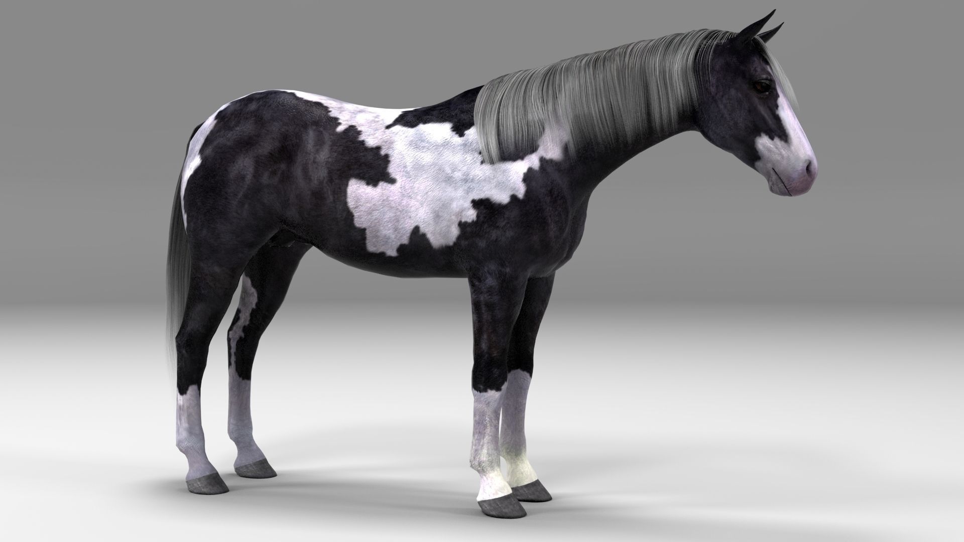 3ds max horse bundle 3D model_15