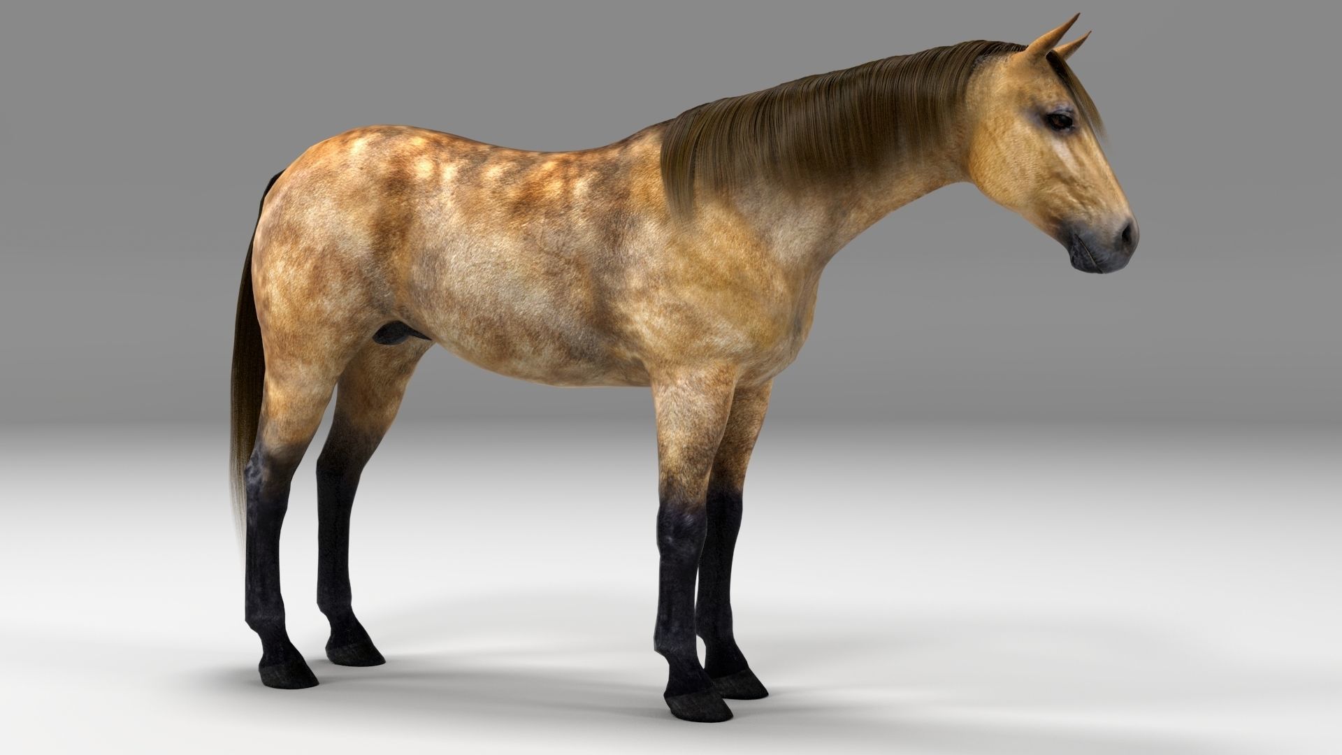 3ds max horse bundle 3D model_8