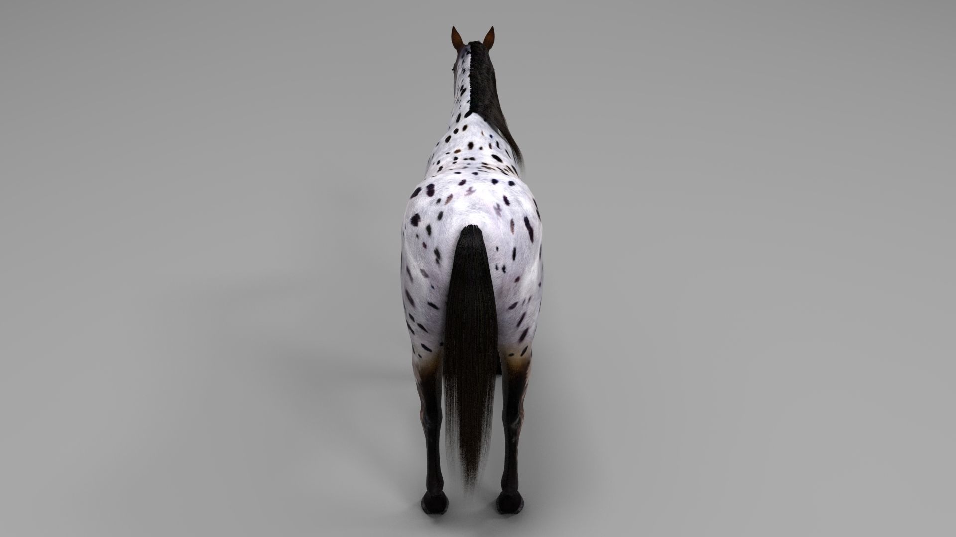 3ds max horse bundle 3D model_22