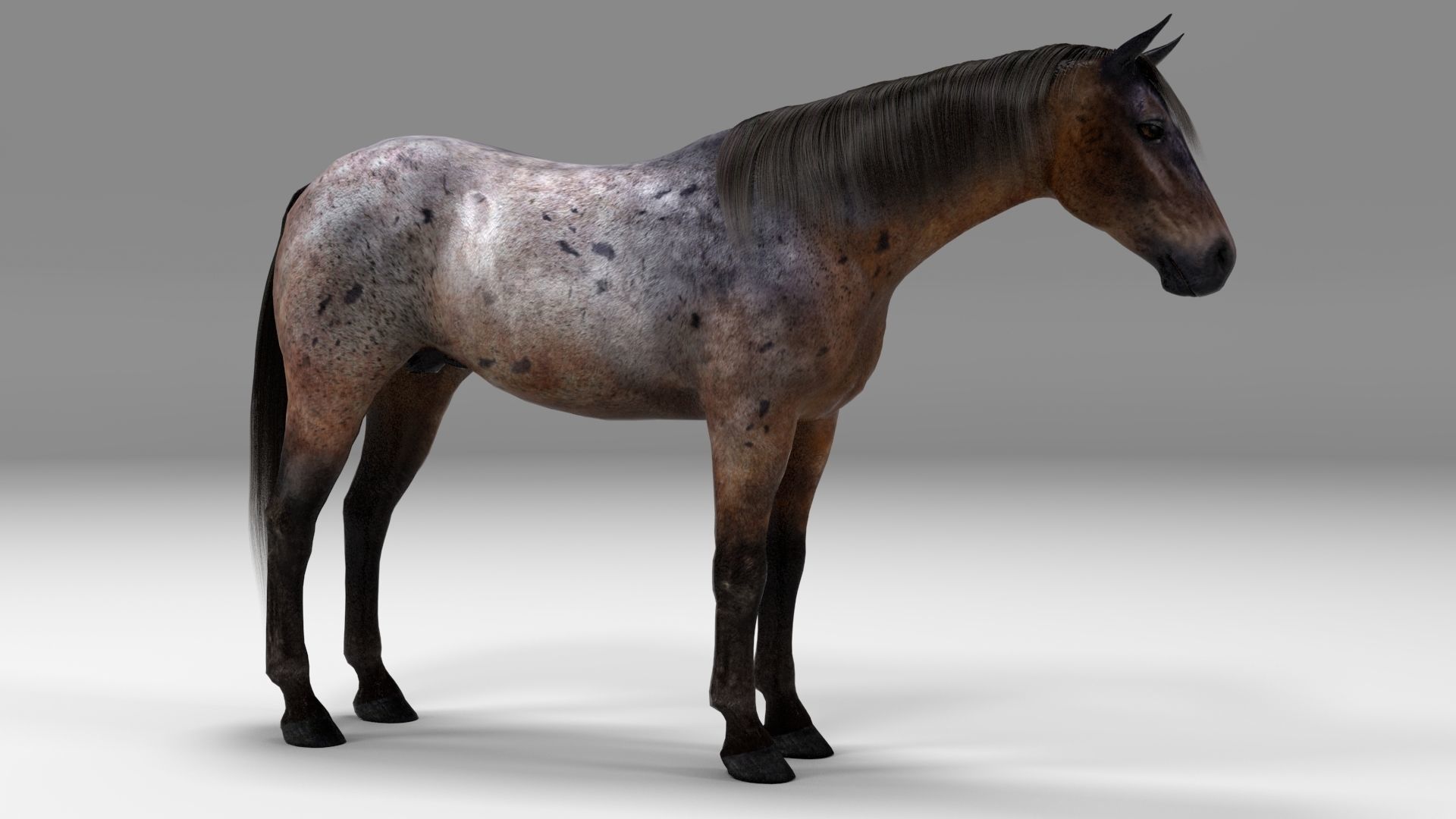 3ds max horse bundle 3D model_17
