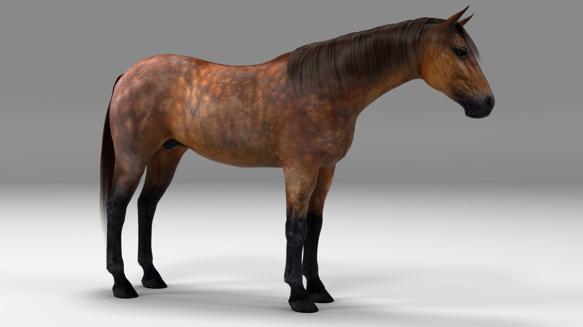 3ds max horse bundle 3D model_2