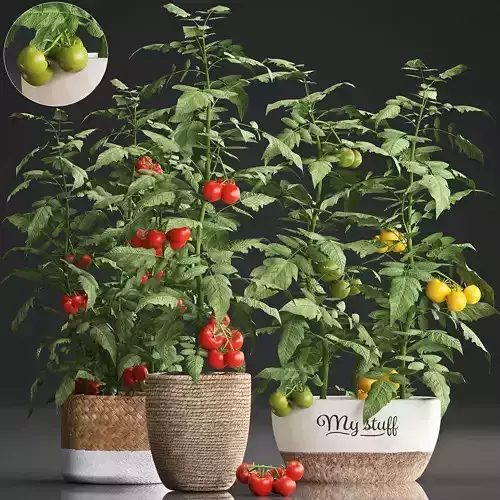 Decorative plants for the kitchen 385 tomato 3D model