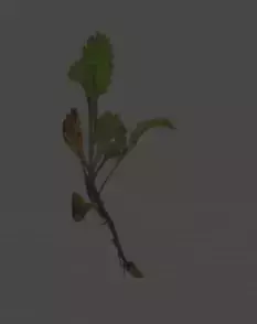 Plant Low-poly 3D model