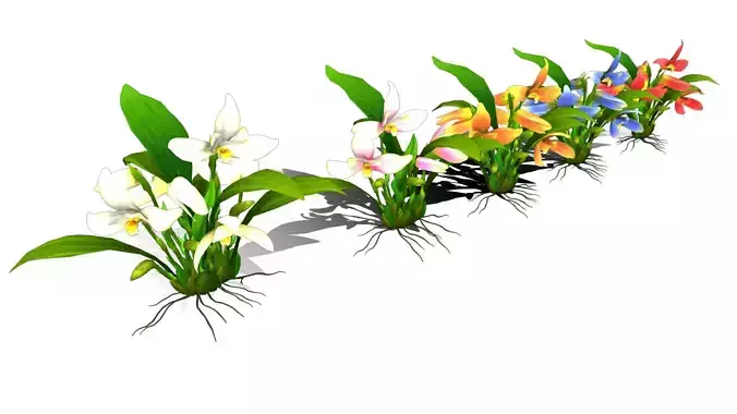 Flower Guatemala Lan Lycaste Low-poly 3D model