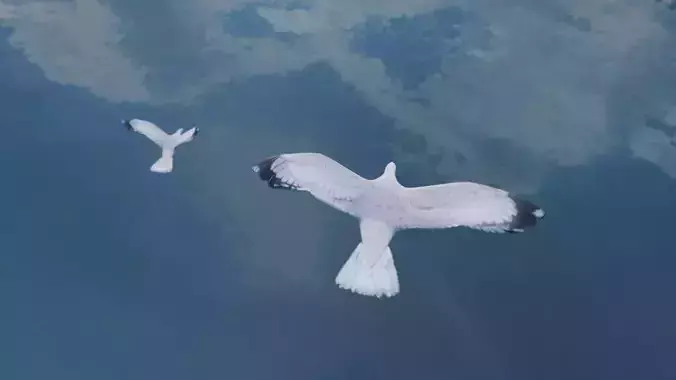 Seagull Flock -Animated-Low Poly  Low-poly 3D model