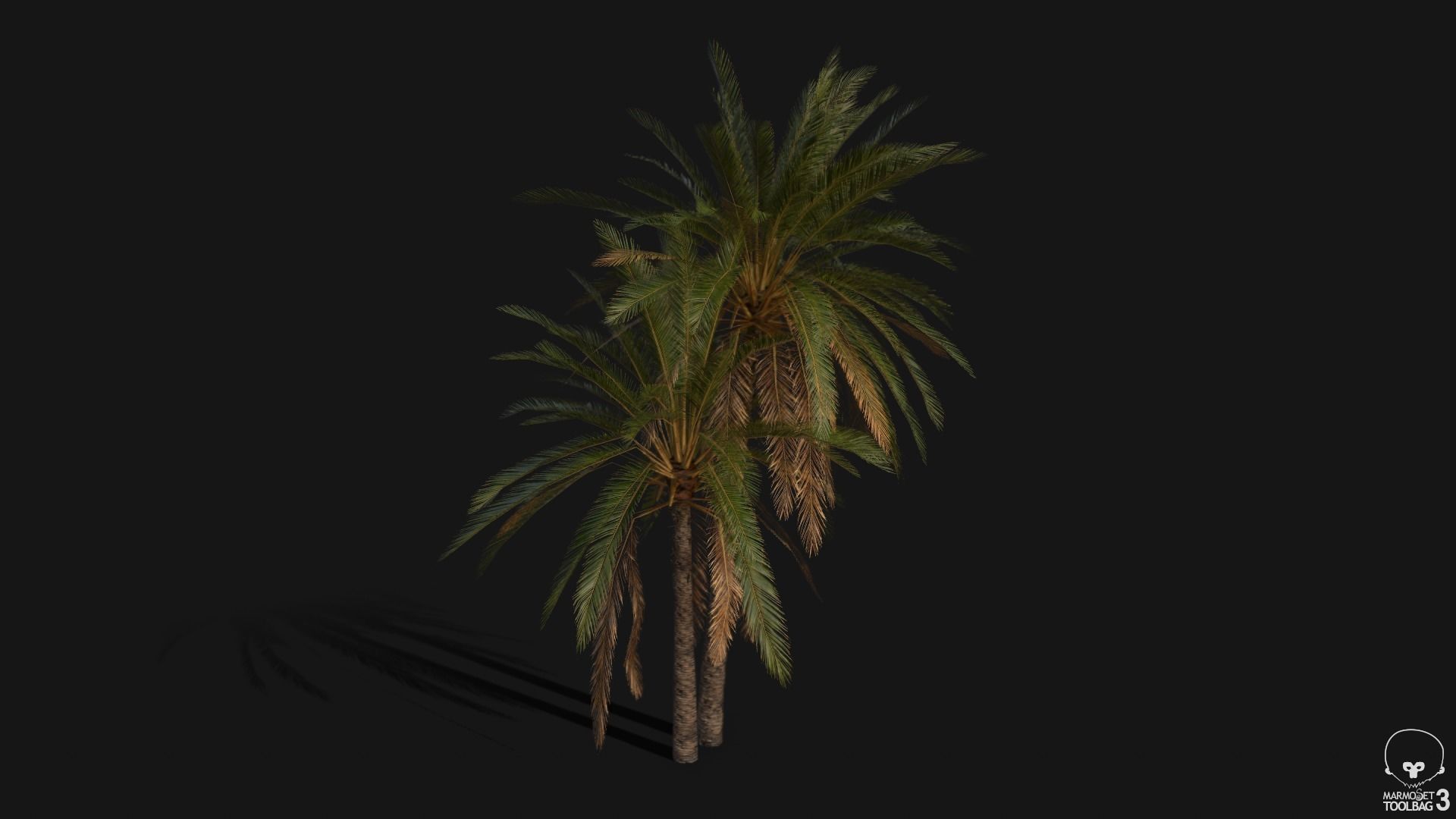 Phoenix Dactylifera Palm Tree Low-poly 3D model_2