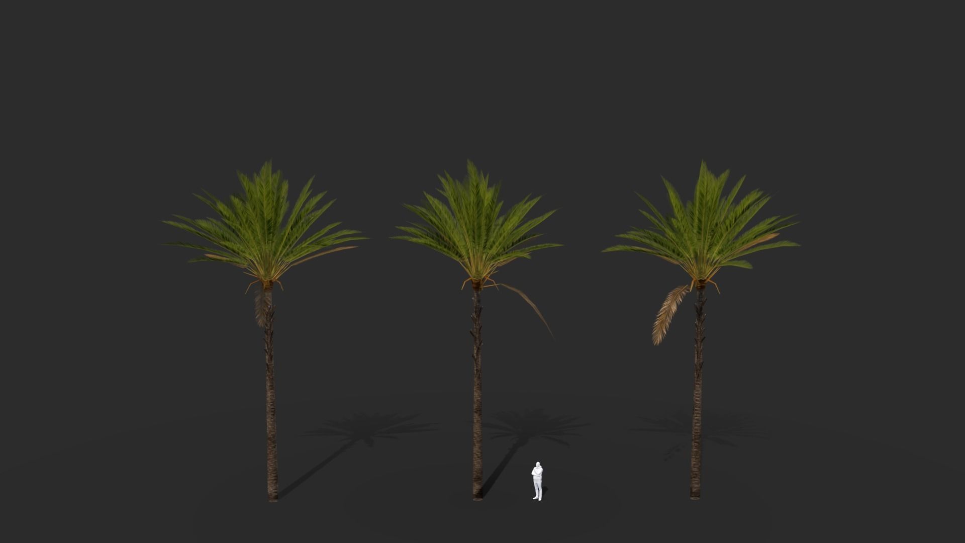 Phoenix Dactylifera Palm Tree Low-poly 3D model_11