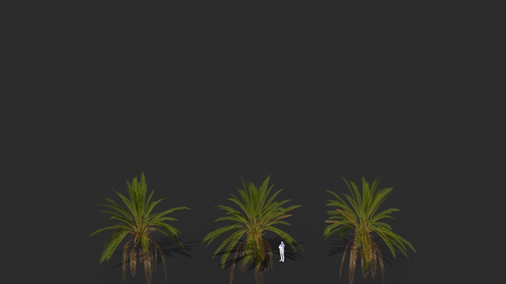 Phoenix Dactylifera Palm Tree Low-poly 3D model_9