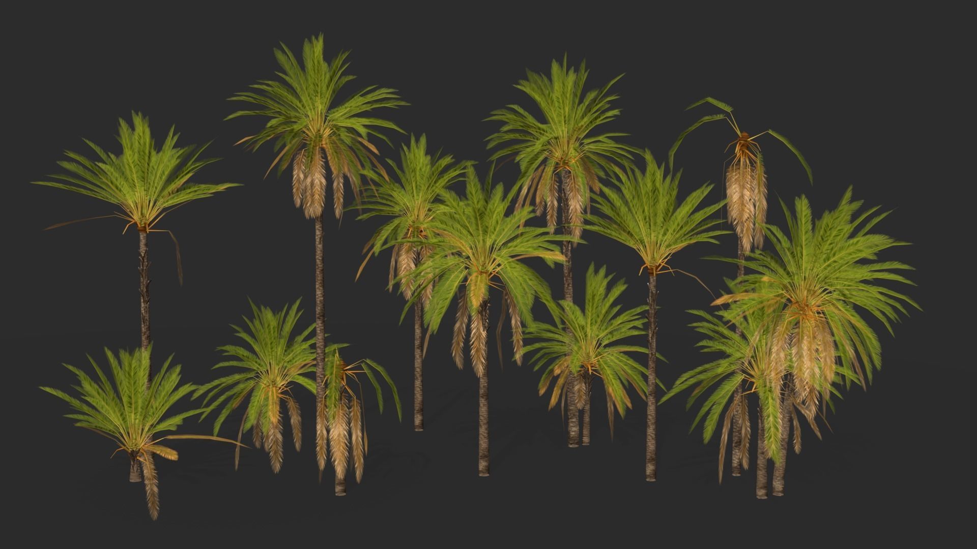 Phoenix Dactylifera Palm Tree Low-poly 3D model_3