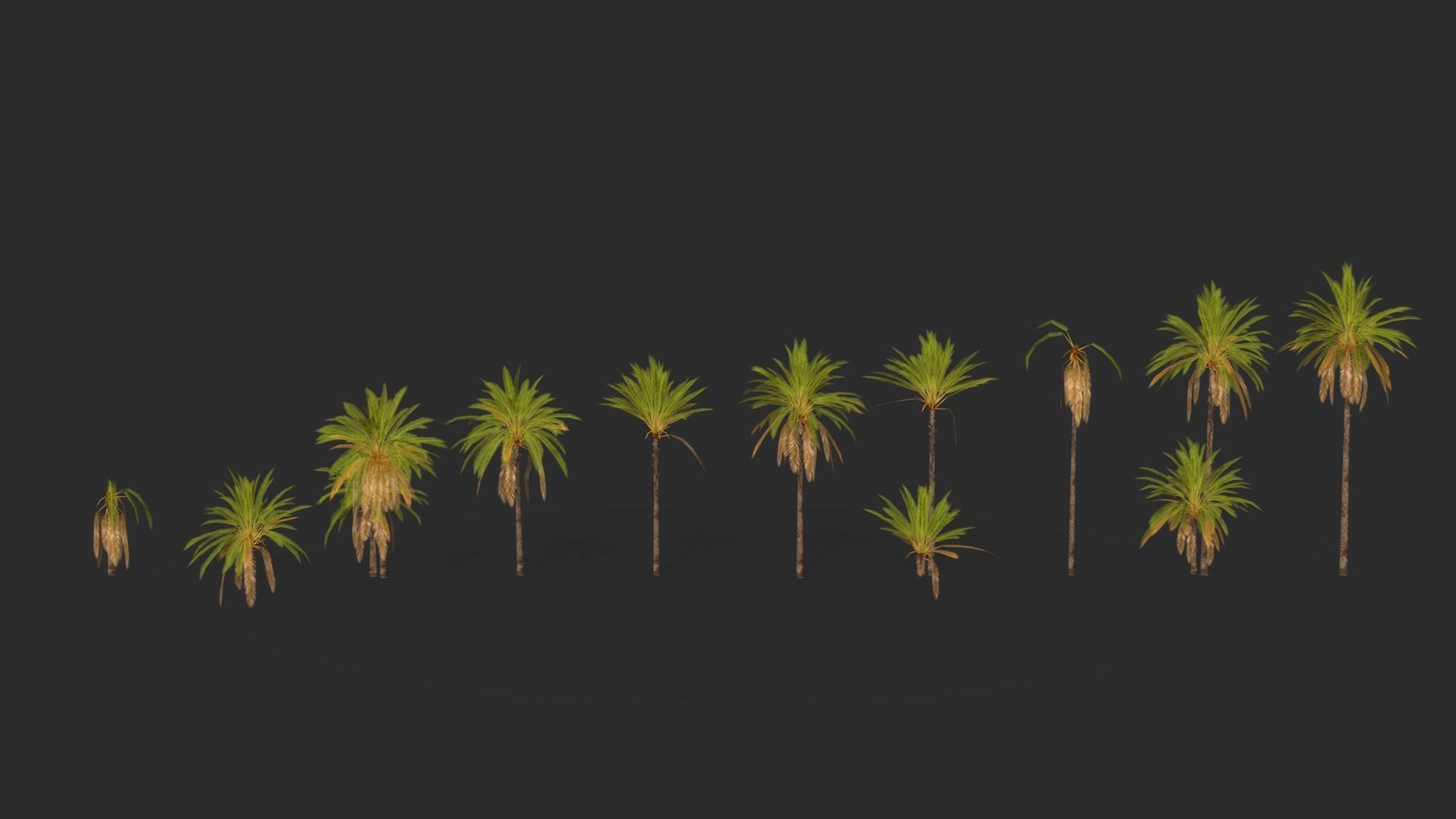 Phoenix Dactylifera Palm Tree Low-poly 3D model_4
