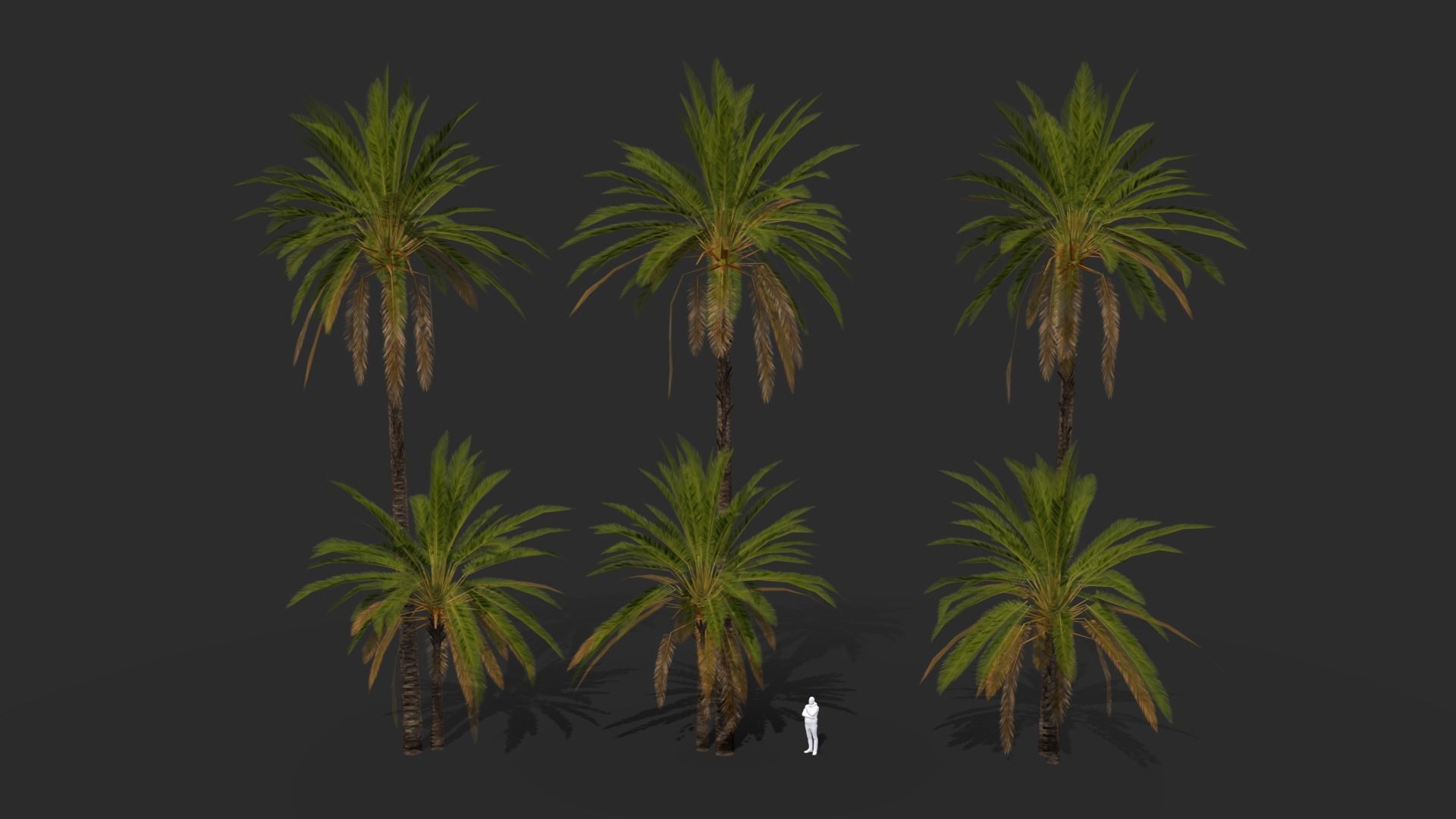 Phoenix Dactylifera Palm Tree Low-poly 3D model_8