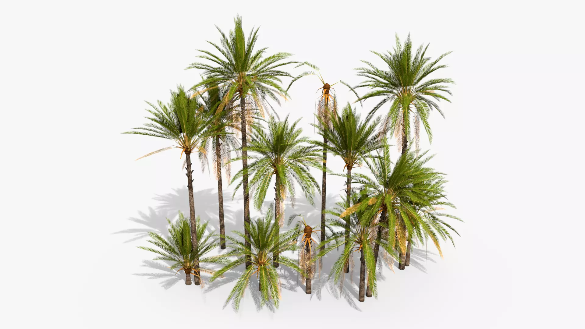 Phoenix Dactylifera Palm Tree Low-poly 3D model_0