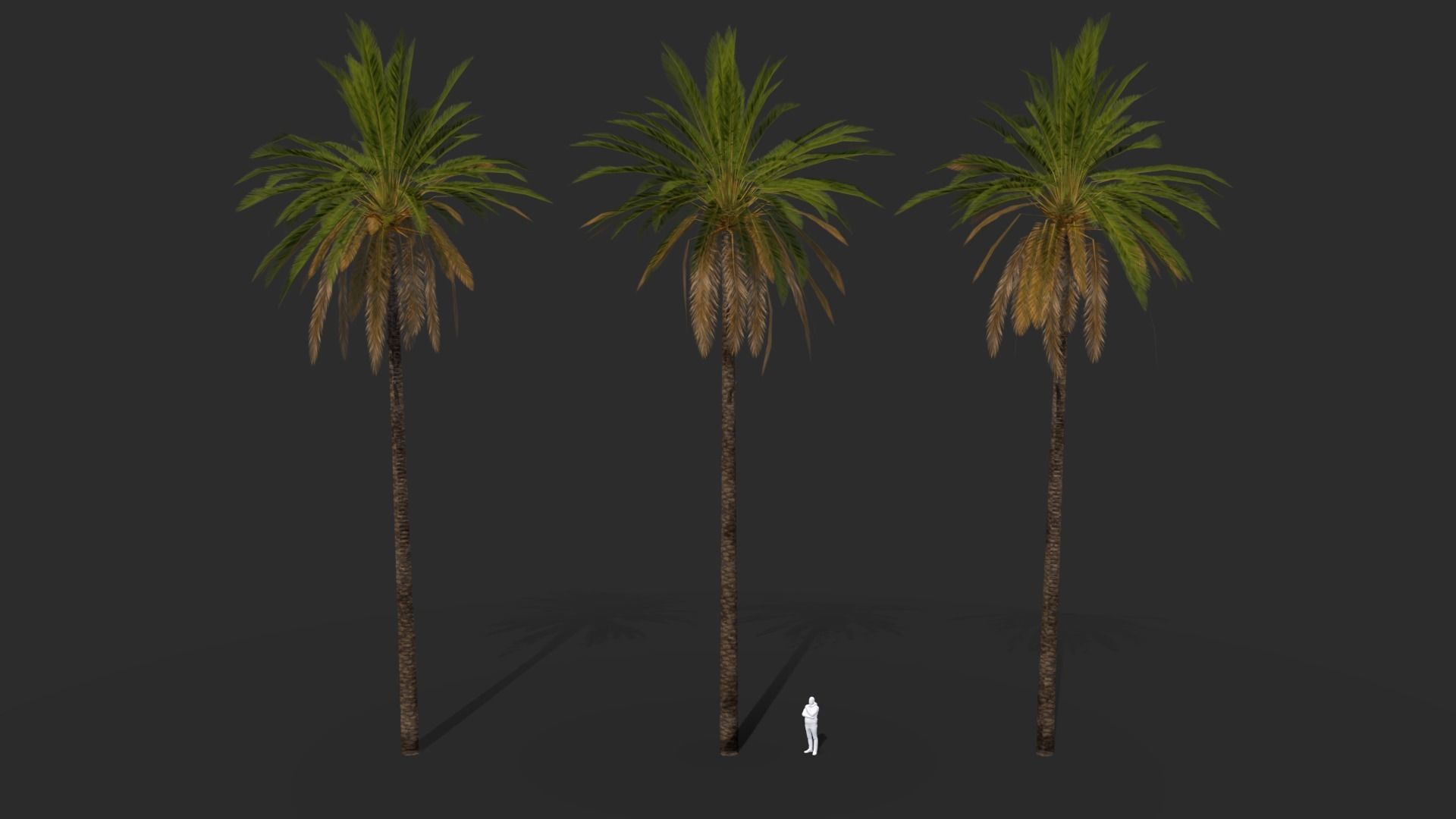 Phoenix Dactylifera Palm Tree Low-poly 3D model_7